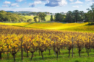 Sonbahar üzüm bağı renkleriyle Avustralya şarap bölgesi manzarası, Adelaide Hills, Güney Avustralya