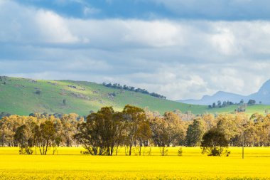 İlkbaharda Grampians, Victoria, Avustralya 'da sarı kanola ile baharda tarım arazisi