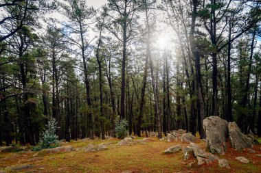 Mount Crawford Forest Reserve, Güney Avustralya