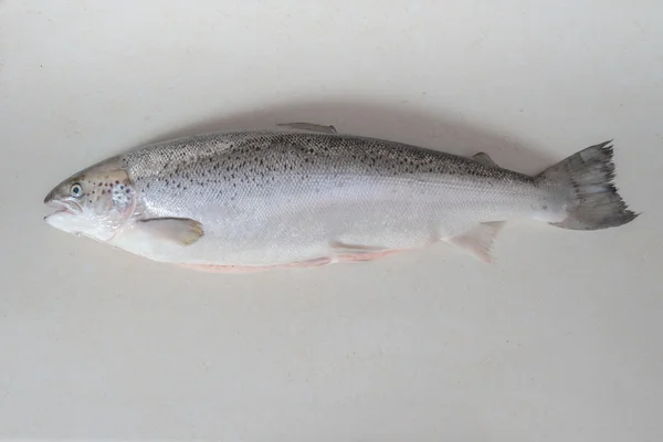 Raw salmon fish on table — Stock Photo, Image