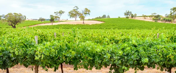 Barossa valley winnicy — Zdjęcie stockowe