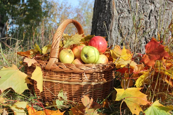 Basket with apples — Stock Photo, Image