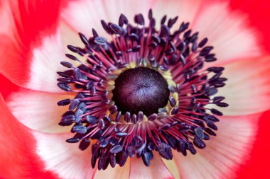 Kırmızı anemone makro