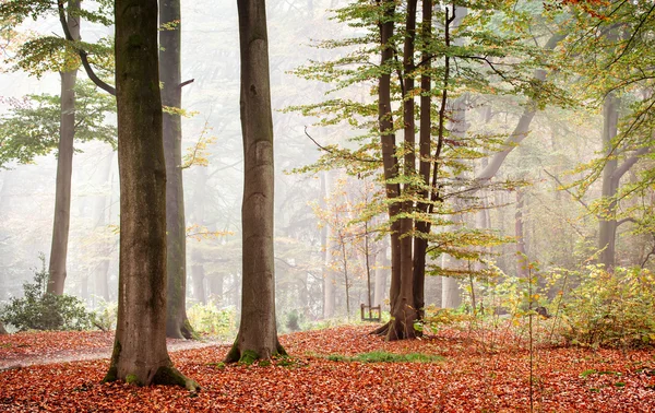 Autumn Foggy Forest — Stock Photo, Image