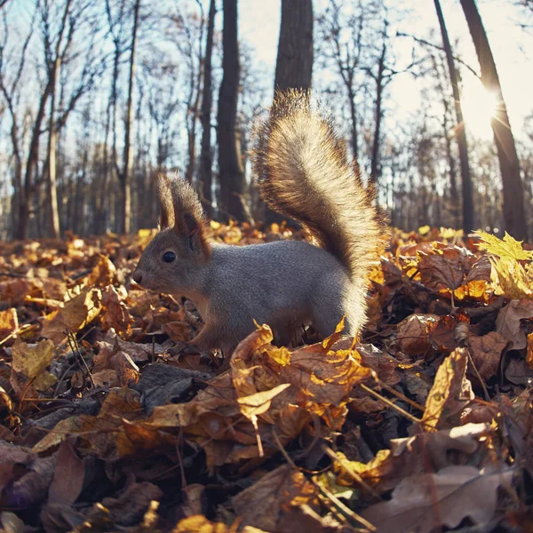 Χαριτωμένο Μικρό Δάσος Σκίουρος Στο Δάσος Φθινόπωρο — Φωτογραφία Αρχείου