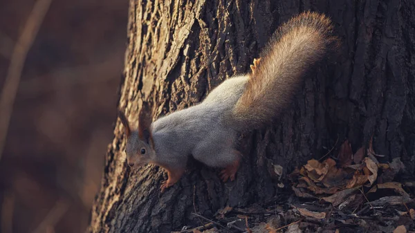 Cute Little Forest Squirrel Autumn Forest —  Fotos de Stock