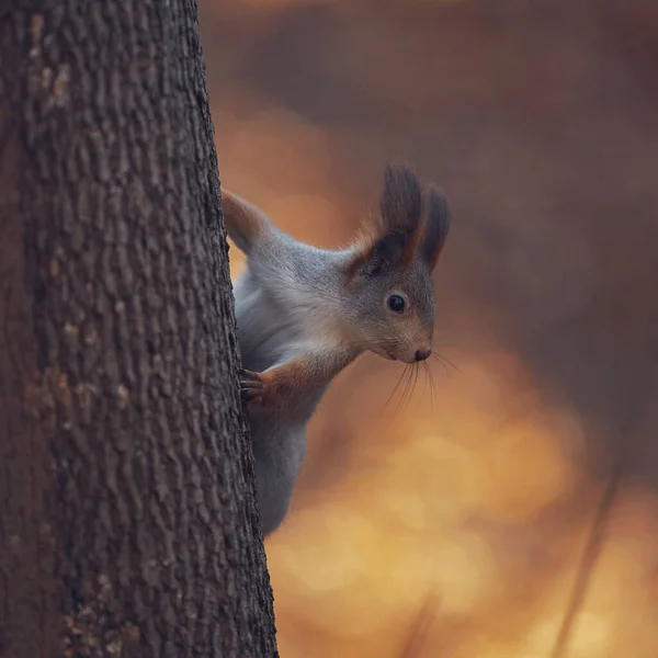 Schattig Boseekhoorntje Het Herfstbos — Stockfoto