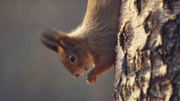 Aranyos Kis Erdei Mókus Őszi Erdőben — Stock Fotó