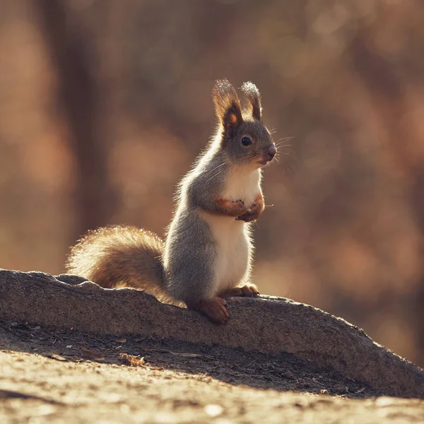 Cute Little Forest Squirrel Autumn Forest — Stock Photo, Image