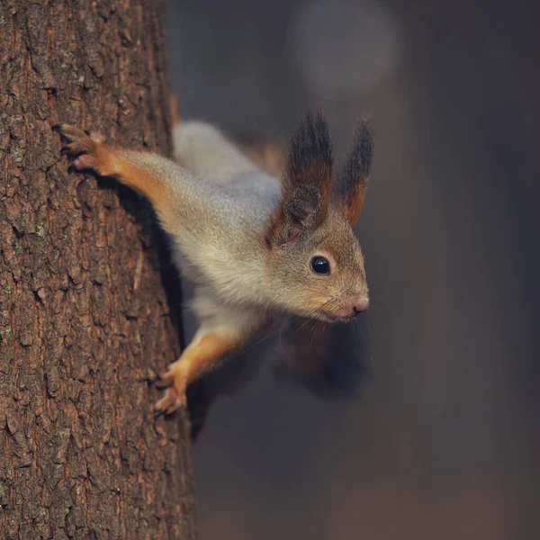 Cute Little Forest Squirrel Autumn Forest — Stock Photo, Image