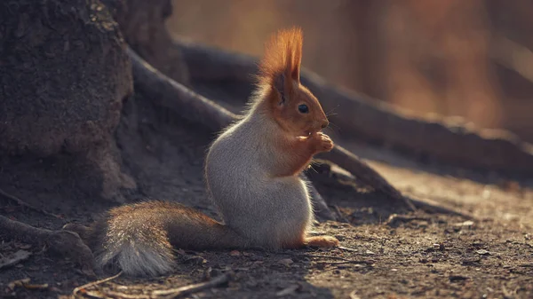 Cute Little Forest Squirrel Autumn Forest — Stock fotografie