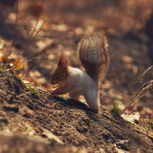 Aranyos Kis Erdei Mókus Őszi Erdőben — Stock Fotó
