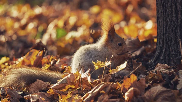 Cute Little Forest Squirrel Autumn Forest — Foto de Stock