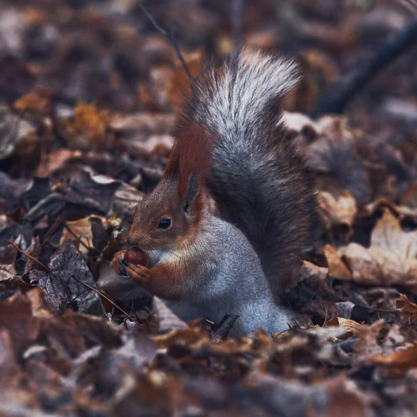 Cute Little Forest Squirrel Autumn Forest — Foto de Stock