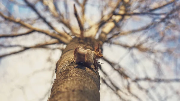 Cute Little Forest Squirrel Autumn Forest — Foto de Stock