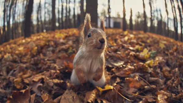 Cute Little Forest Squirrel Autumn Forest — Foto de Stock