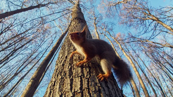 Schattig Boseekhoorntje Het Herfstbos — Stockfoto