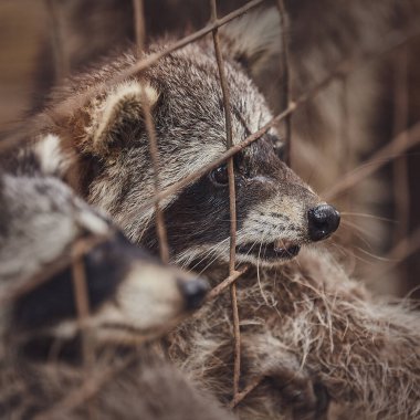 Hayvanat bahçesindeki kafeste yemek için yalvaran sevimli rakunlar.