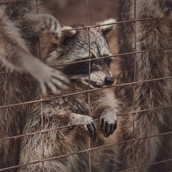 動物園の檻の中の可愛いアライグマは食べ物を求めて — ストック写真