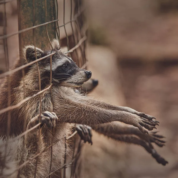 動物園の檻の中の可愛いアライグマは食べ物を求めて — ストック写真