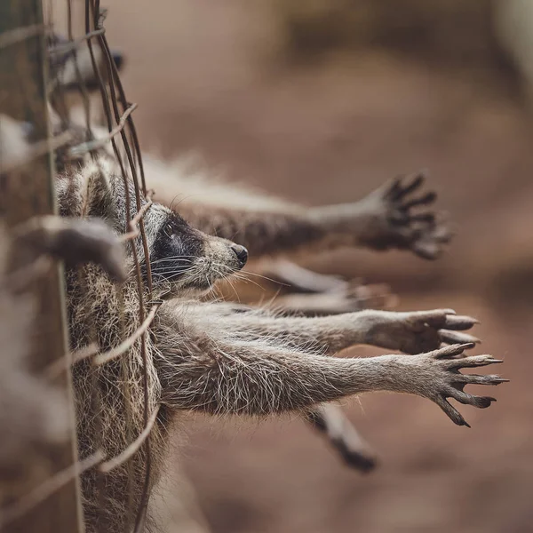 動物園の檻の中の可愛いアライグマは食べ物を求めて — ストック写真