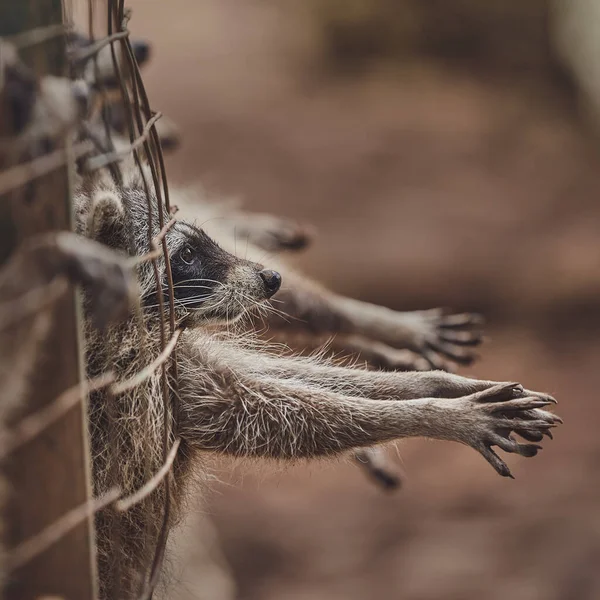 動物園の檻の中の可愛いアライグマは食べ物を求めて — ストック写真