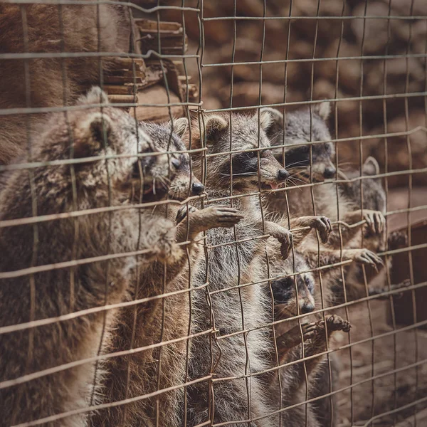 動物園の檻の中の可愛いアライグマは食べ物を求めて — ストック写真