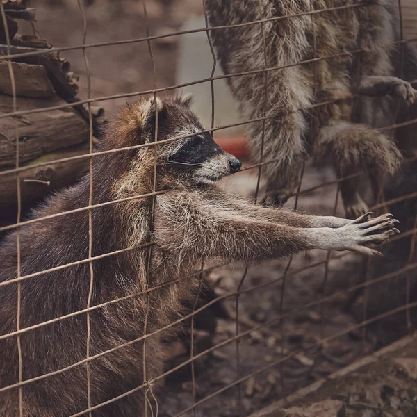 Guaxinins Bonitos Uma Gaiola Zoológico Implorando Por Comida — Fotografia de Stock