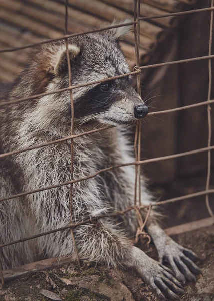 Cute raccoons in a cage in a zoo begging for food