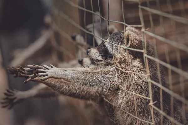 動物園の檻の中の可愛いアライグマは食べ物を求めて — ストック写真