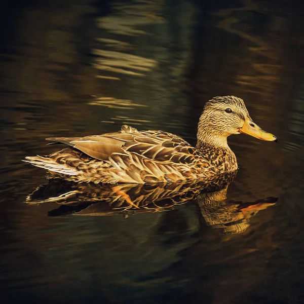 Spotted Duck Swims Water Close Dark Background — Stock Photo, Image