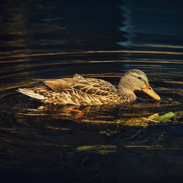 Spotted Duck Swims Water Close Dark Background — Stock Photo, Image