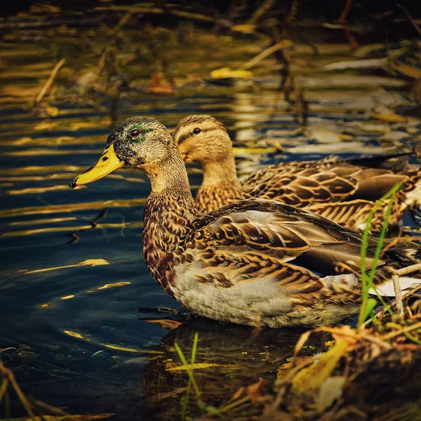 Pato Manchado Nada Água Close Fundo Escuro — Fotografia de Stock