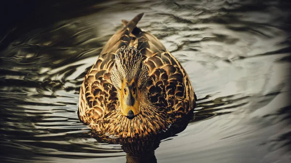 Pato Manchado Nada Água Close Fundo Escuro — Fotografia de Stock