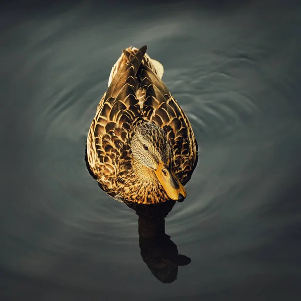 Spotted Duck Swims Water Close Dark Background — Stock Photo, Image