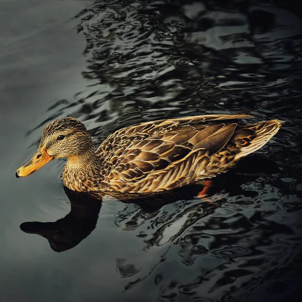 Spotted Duck Swims Water Close Dark Background — Stock fotografie