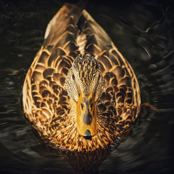 Spotted Duck Swims Water Close Dark Background — Stock Photo, Image