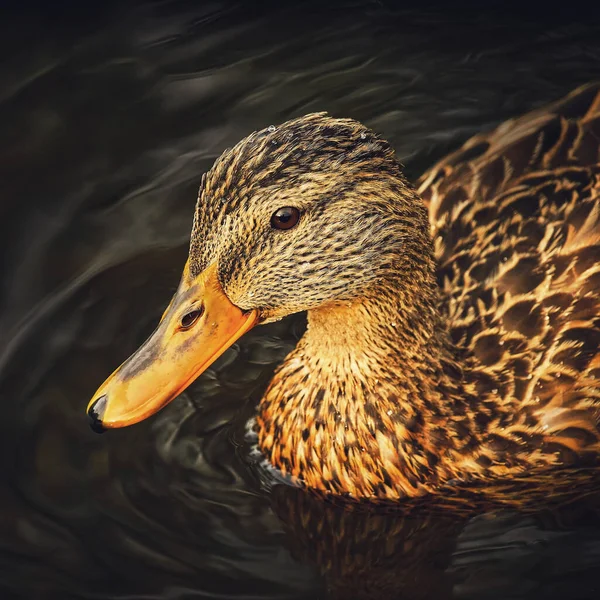 Spotted Duck Swims Water Close Dark Background — Stock Photo, Image