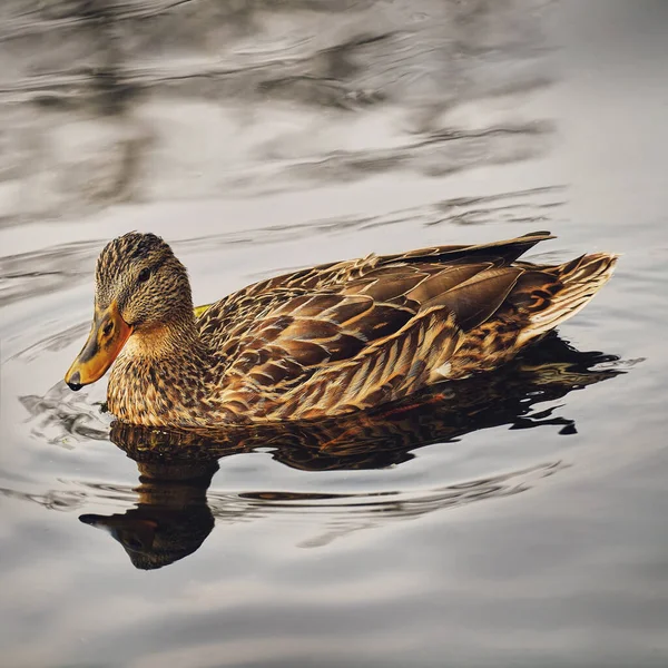 Gefleckte Ente Schwimmt Wasser Nahaufnahme Auf Dunklem Hintergrund — Stockfoto