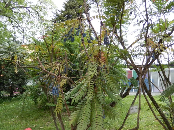 Botaniska trädgården i Rom, Italien — Stockfoto