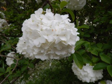 Botanik Bahçe, Roma, İtalya