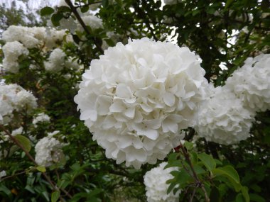 Botanik Bahçe, Roma, İtalya