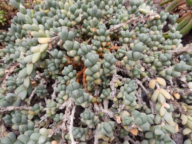 Botanik Bahçe, Roma, İtalya