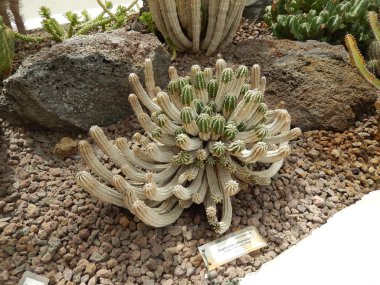 Botanik Bahçe, Roma, İtalya