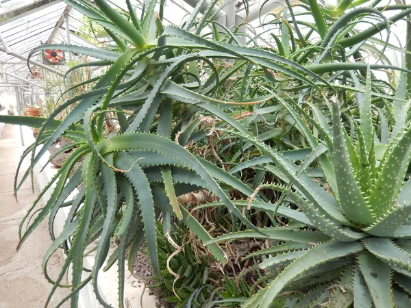 Botanische tuin van Rome, Italië — Stockfoto