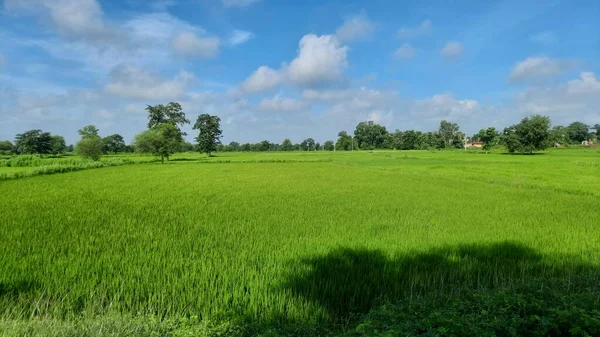 种植水稻的开放农业用地 — 图库照片