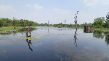 Ölüm ağaçları ve göl suyunda bir ev