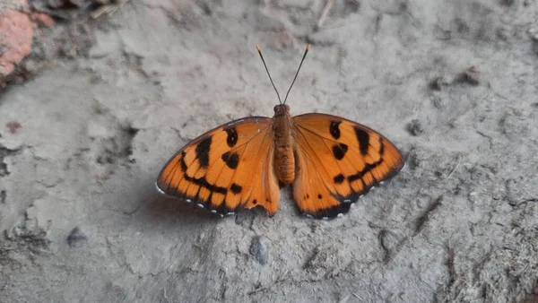Yerde turuncu renkli kelebek var.