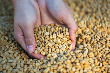 Güneşli bir günde kurutulmuş kahve çekirdeklerini ellerde kızarmadan önce kapat.