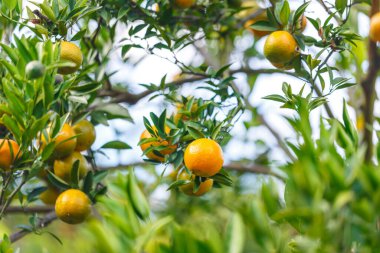 Ağaçta asılı taze organik portakallar